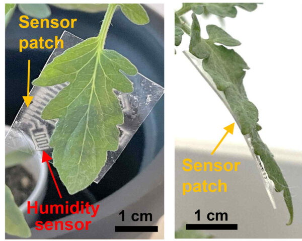 Leaf sensor patch