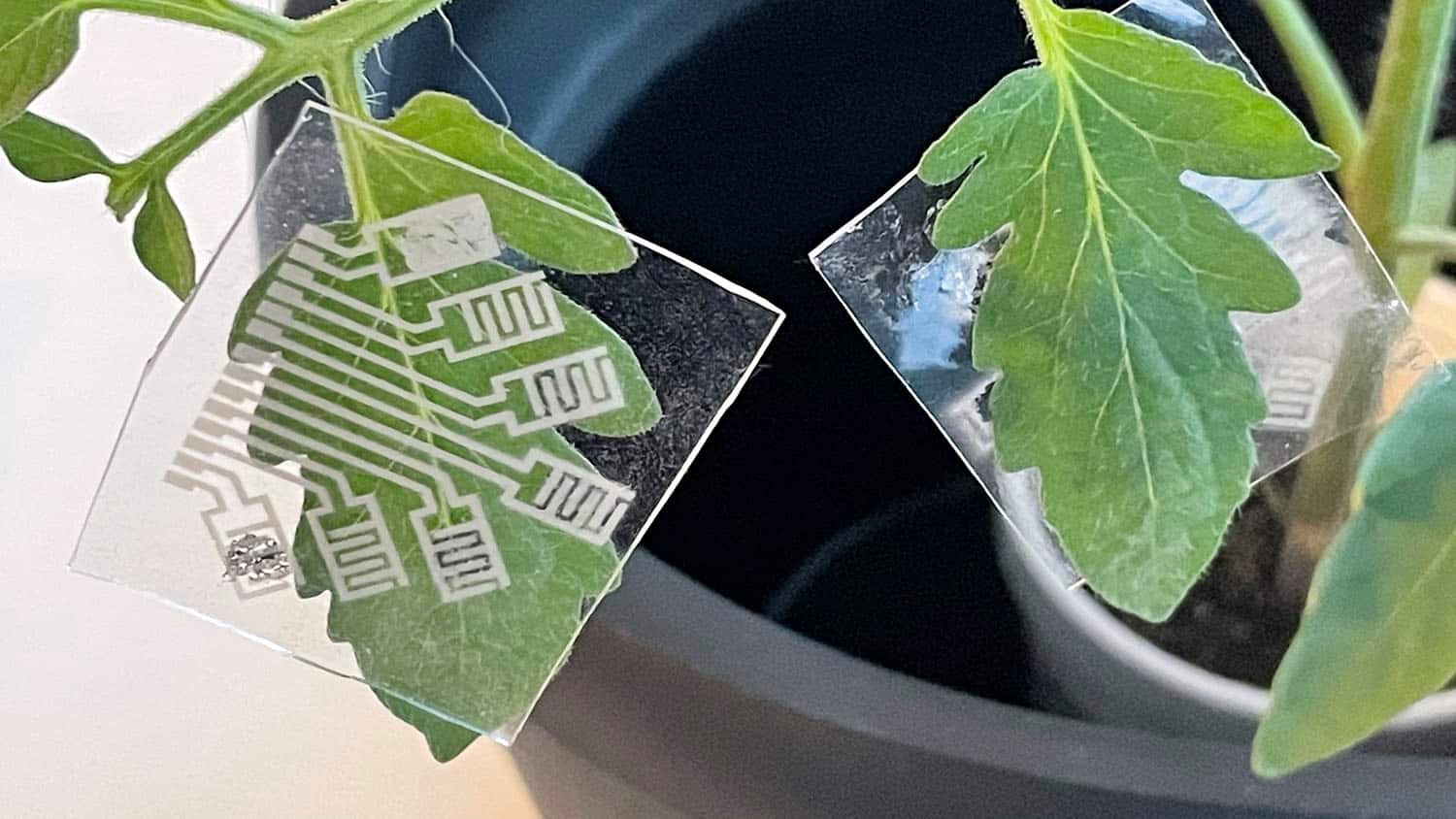 Plant sensor patch